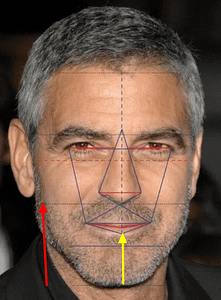 golden ratio in human face