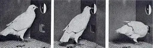 Sequence of a pigeon pecking a button inside a box during B.F. Skinner’s behavioral experiment.
